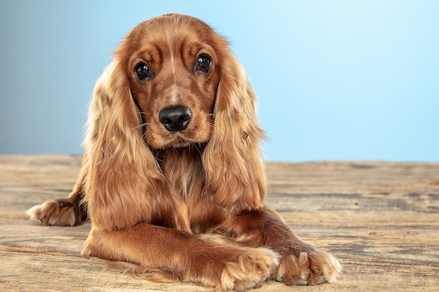 영원히 가장 친한 친구. 영국 투 계 사 spaniel 어린 강아지 포즈입니다. 귀여운 장난 갈색 강아지 또는 애완 동물은 파란색 배경에 고립 된 나무 바닥에 누워있다. 모션, 액션, 움직임, 애완 동물 사랑의 개념.