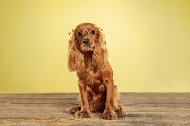 Best teacher. English cocker spaniel young dog is posing. Cute playful brown doggy or pet sitting in eyewear isolated on yellow wall. Concept of motion, action, movement, pets love. Looks cool.