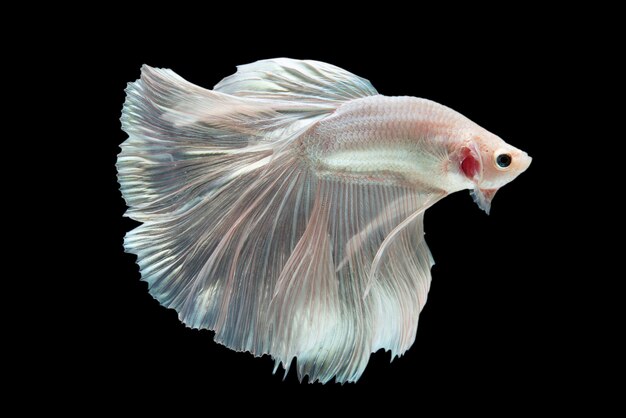 Betta fighting fish on black background.