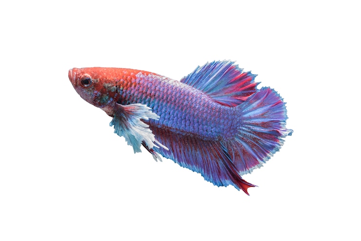 Free Photo betta fish isolated on white background