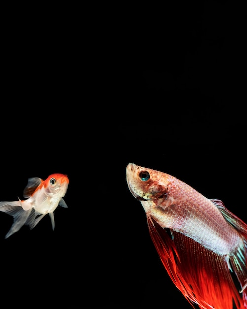 Betta fish looking up with copy space