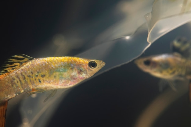 Betta fish reflecting itself in plastic material