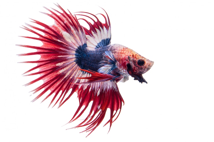 Free Photo betta fish