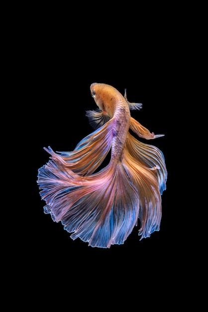 betta fish