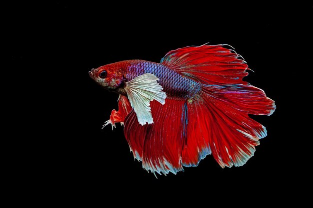 Premium Photo Betta Fish Siamese Fighting Fish Betta Splendens Halfmoon Betta Isolated