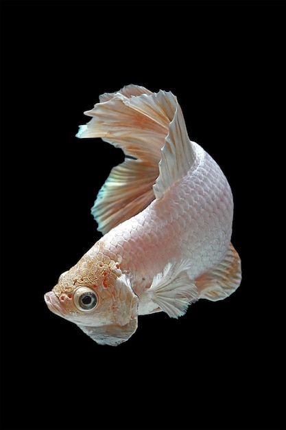 Betta splendenson 검정색 배경