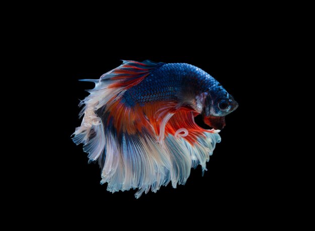 betta