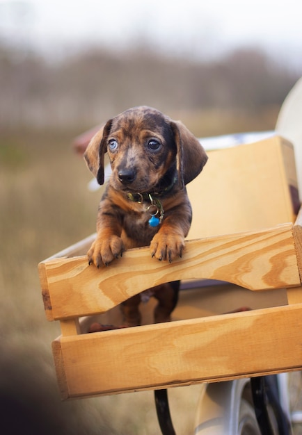 Bicycle basket with cute little puppy