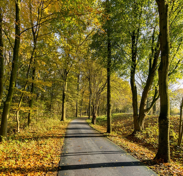 秋のハーグのマデシュタイン公園の自転車道