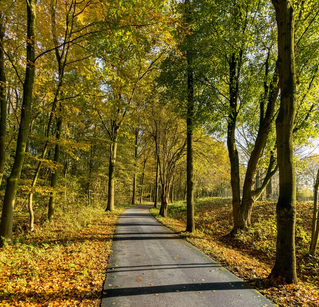 Bicycle track in the Madestein park in The Hague in autumn