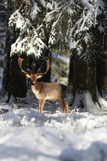 Big and beautiful fallow deer in the nature habitat in Czech Republic