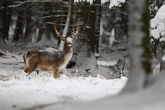 Big and beautiful fallow deer in the nature habitat in Czech Republic