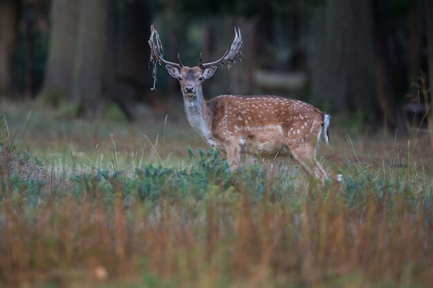 Big and beautiful fallow deer in the nature habitat in Czech Republic