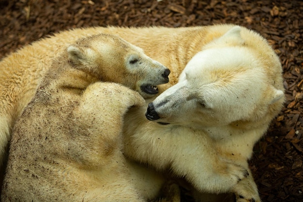 함께 자고 있는 크고 아름다운 북극곰 가족 서식지를 찾고 있는 자연의 멋진 생물 포로로 된 멸종 위기에 놓인 동물 Ursus maritimus
