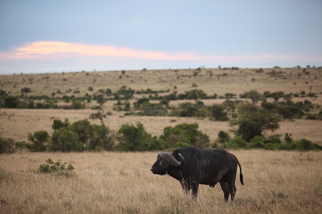 Big black buffalo on a field with the colorful clouds