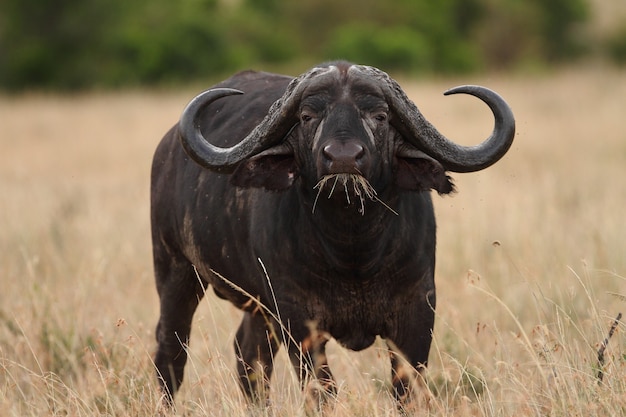Big black buffalo on the fields covered with tall grass captured in the African jungles