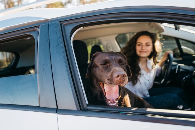 Big black dog in car