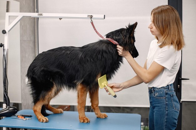 Большая черная собака проходит процедуру в салоне грумера Молодая женщина в белой футболке расчесывает собаку Собака привязана к синему столу