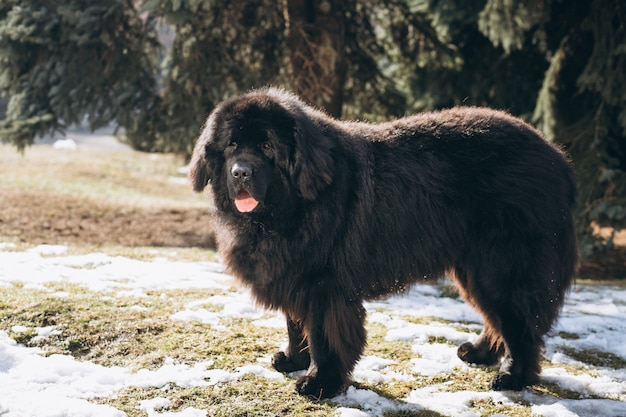 Большая черная собака снаружи в парке