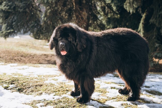 Big black dog outside in park