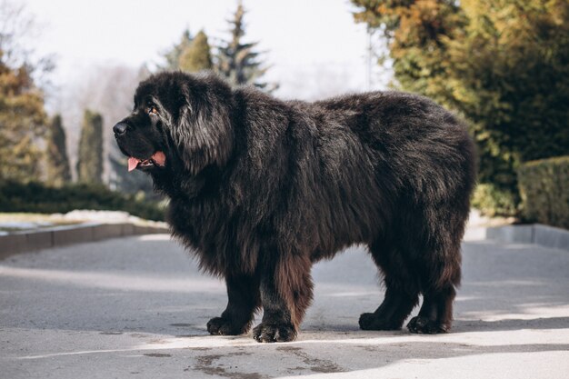 Большая черная собака снаружи в парке