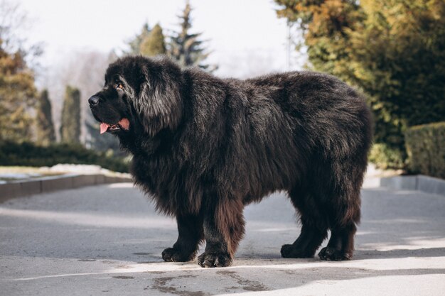 Big black dog outside in park