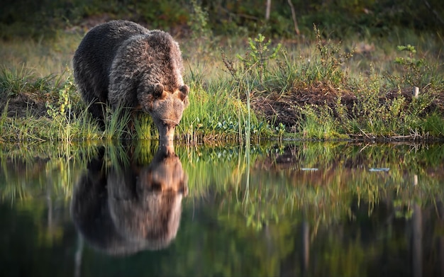 Big brown bear drinking from a lake and its mirroring reflection on the water