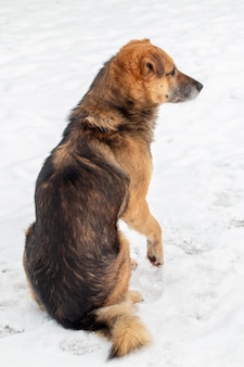雪の中で座っている冬の大きな茶色の犬