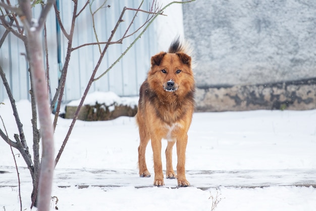 冬の木の近くの庭に大きな茶色の犬