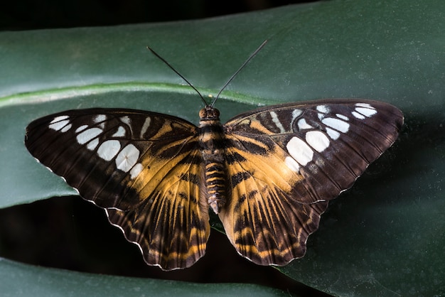 無料写真 大きな蝶の葉の上に配置