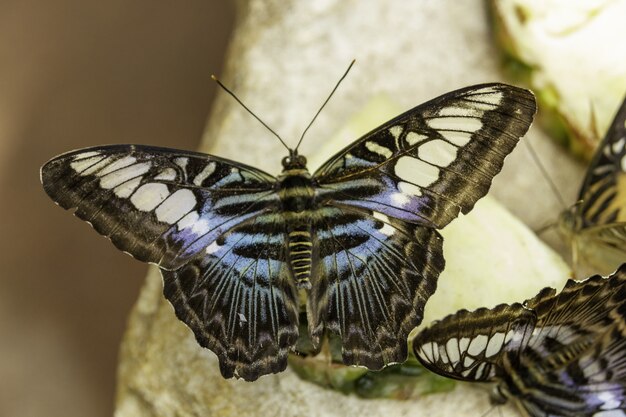 Большая бабочка с черно-синими и белыми крыльями сидит на камне