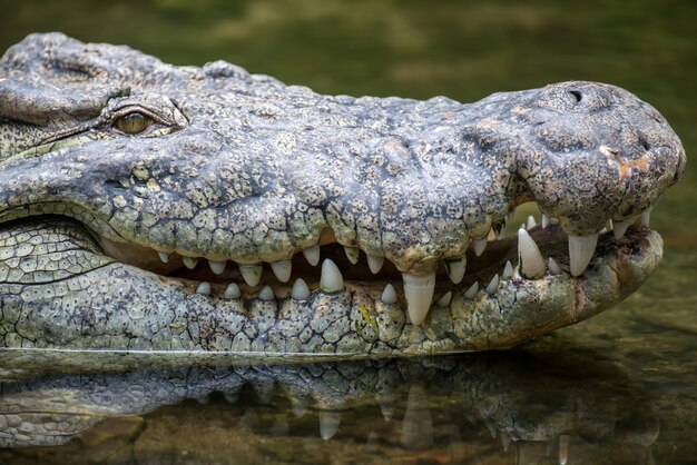 Big crocodile in National park of Kenya, Africa