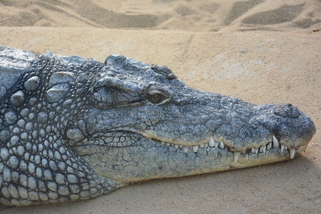 большой крокодил на песке с огромными зубами
