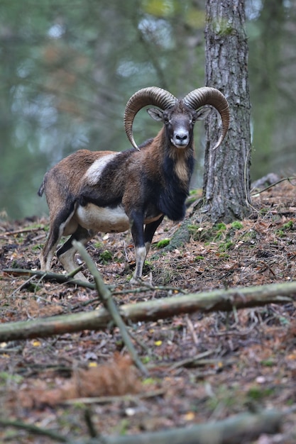 Grande muflone europeo nell'animale selvatico della foresta nell'habitat naturale repubblica ceca