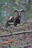 Foto gratuita grande muflone europeo nell'animale selvatico della foresta nell'habitat naturale repubblica ceca