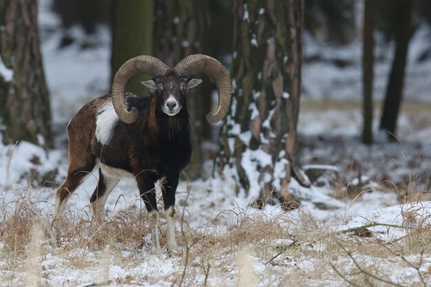 自然生息地チェコ共和国の森の野生動物の大きなヨーロッパのムフロン