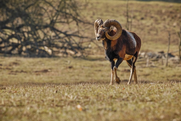 自然生息地チェコ共和国の森の野生動物の大きなヨーロッパのムフロン