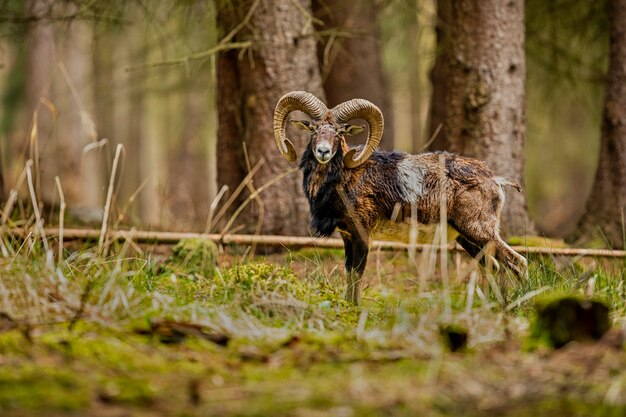 Big european moufflon in the forest wild animal in the nature habitat Czech Republic 