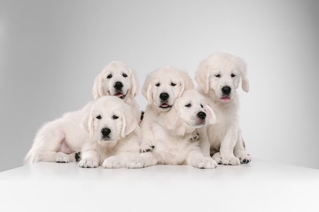 무료 사진 대가족. 영어 크림 골든 리트리버 포즈. 귀여운 장난기 많은 강아지 또는 순종 애완 동물은 흰 벽에 고립 된 귀여워 보입니다. 모션, 액션, 움직임, 개 및 애완 동물의 개념을 사랑합니다. copyspace.