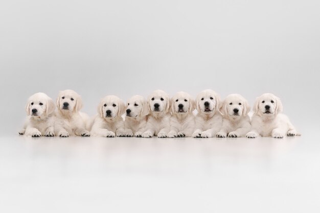 대가족. 영어 크림 골든 리트리버 포즈. 귀여운 장난 강아지 또는 순종 애완 동물은 흰색 배경에 고립 된 귀여워 보인다.