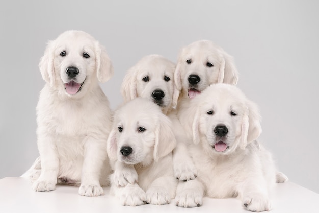 大家族。イングリッシュクリームゴールデンレトリバーのポーズ。かわいい遊び心のある犬や純血種のペットは、白い背景で隔離されてかわいいように見えます。