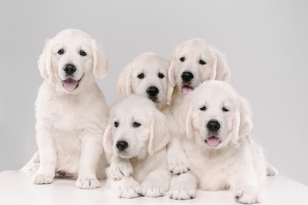 Big family. English cream golden retrievers posing. Cute playful doggies or purebred pets looks cute isolated on white background.