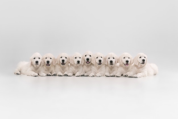 Free photo big family. english cream golden retrievers posing. cute playful doggies or purebred pets looks cute isolated on white wall. concept of motion, action, movement, dogs and pets love. copyspace.