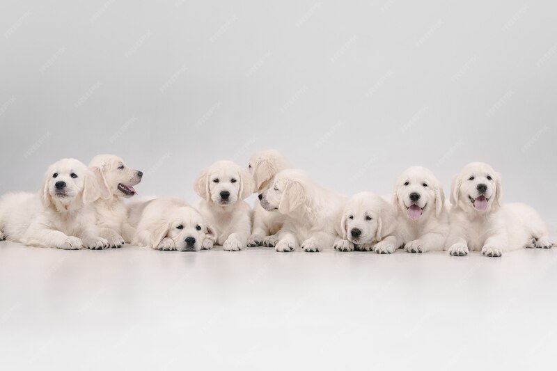Puppy Pen