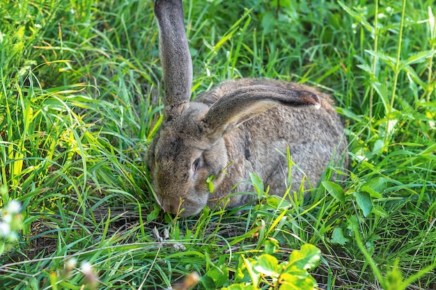 緑の芝生の上で大きな灰色のウサギの品種ヴァンダー うさぎは草を食べます 農場でウサギを繁殖させる プレミアム写真