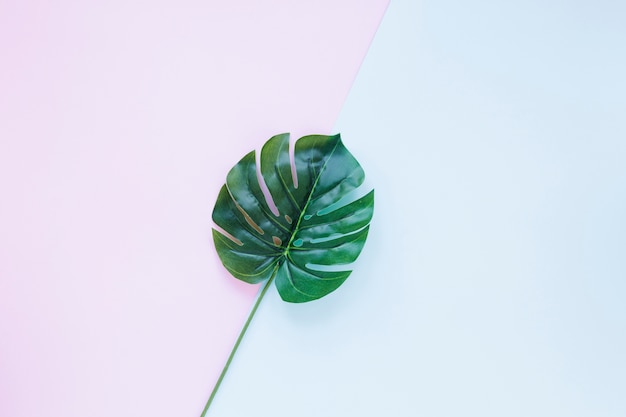 Big green palm leaf on table