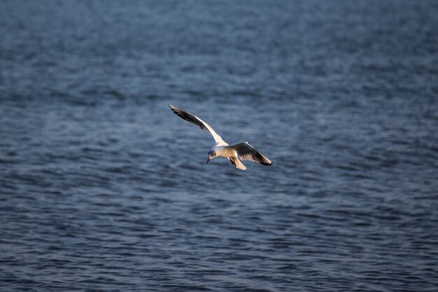Большая чайка пролетает над морем в дневное время