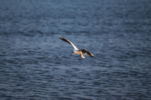 Big gull flying over the sea during daytime