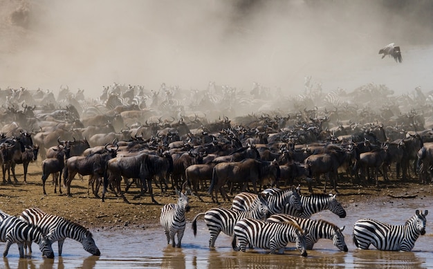 Большое стадо антилоп гну у реки мара. великая миграция. кения. танзания. национальный парк масаи мара.