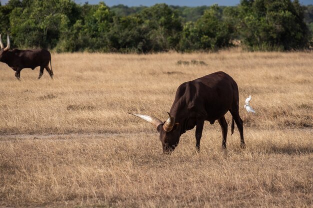 ケニアのオルペジェタのジャングルのフィールドで放牧大きな角のある牛